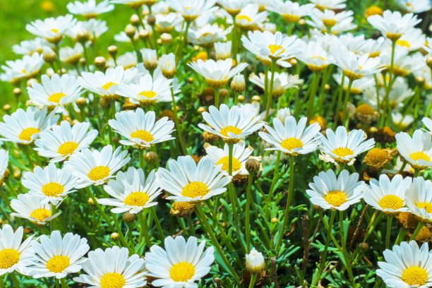 istock White daisy flowers in the meadow. 1213149412