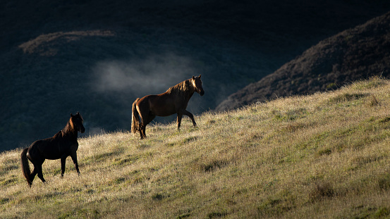 Two Kaimanawa wild horses standing in the morning mist