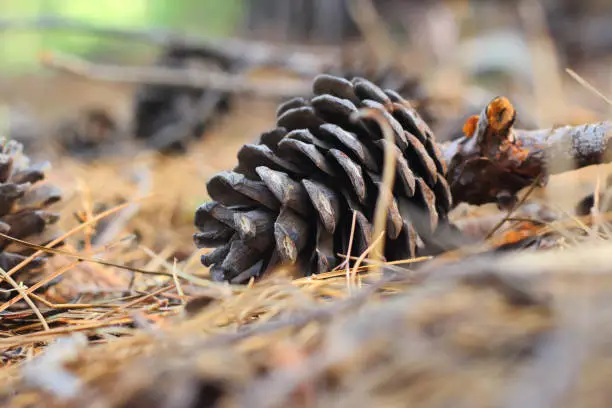 Photo of Pine cone lies on the dry needles close up.