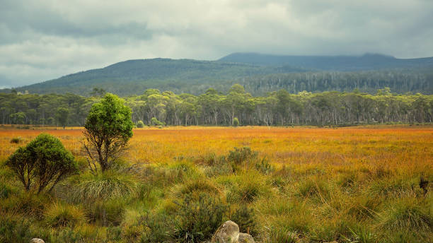 istock An Autumn Landscape In Tasmania 1213150405