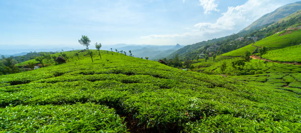 istock Tea plantation in the valley of Munnar 1213150849