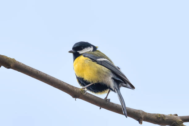 istock beautiful small bird great tit in winter 1213151894