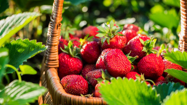 istock Ripe strawberries in a basket 1213152658