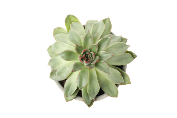 istock Succulent plant isolated on white background, top view 1213154192