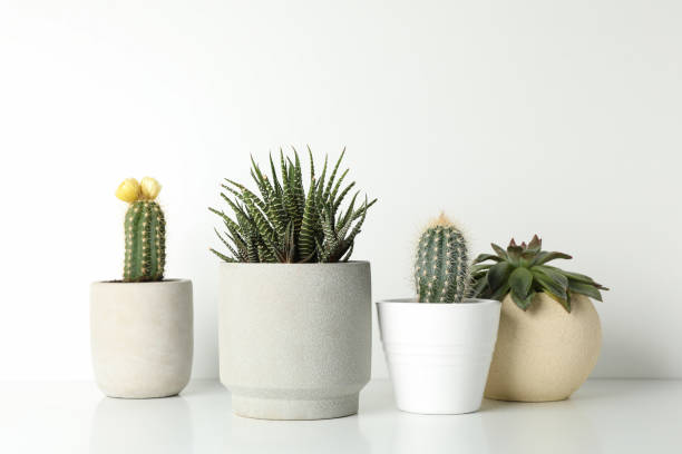 istock Succulent plants in pots on white background, space for text 1213154314