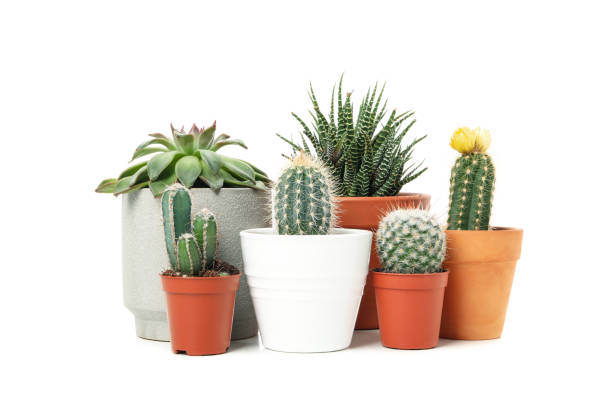 istock Group of succulent plants isolated on white background 1213154353