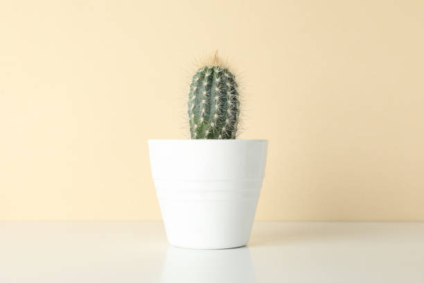 istock Cactus in pot against beige background, space for text 1213156306
