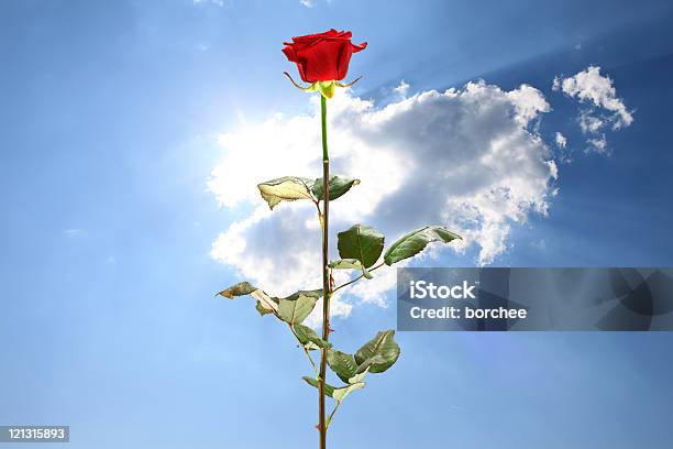 Rosa Vermelha - Fotografias de stock e mais imagens de Ao Ar Livre - Ao Ar Livre, Azul, Branco