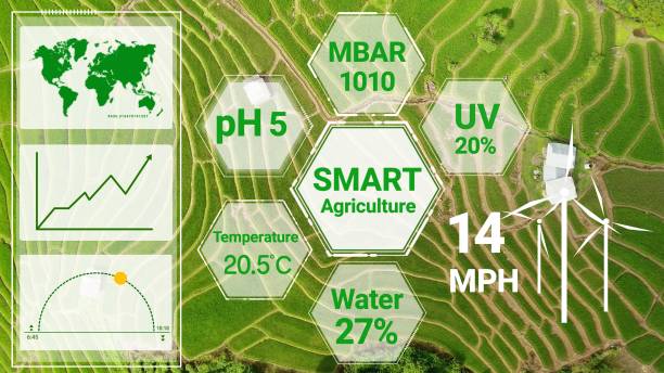 istock Smart digital agriculture technology by futuristic sensor data collection 1213159867