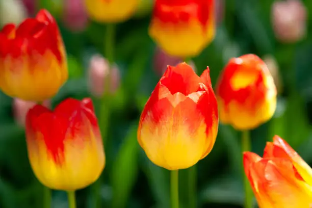 Beautiful yellow and red tulip flowers on a flowerbed on a sunny day of the spring season