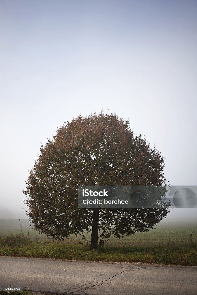 Baum am Morgen Nebel - Lizenzfrei Abgeschiedenheit Stock-Foto