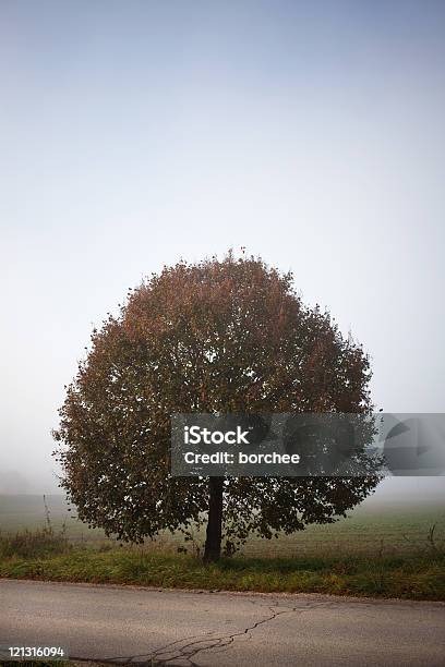 Baum Am Morgen Nebel Stockfoto und mehr Bilder von Abgeschiedenheit - Abgeschiedenheit, Amerikanische Linde, Baum