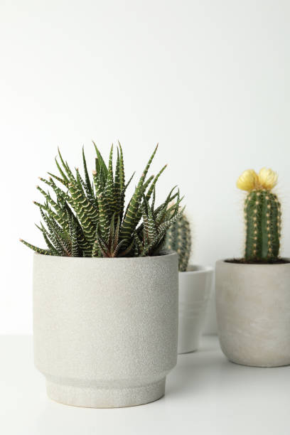istock Succulent plants in pots on white background, space for text 1213161095