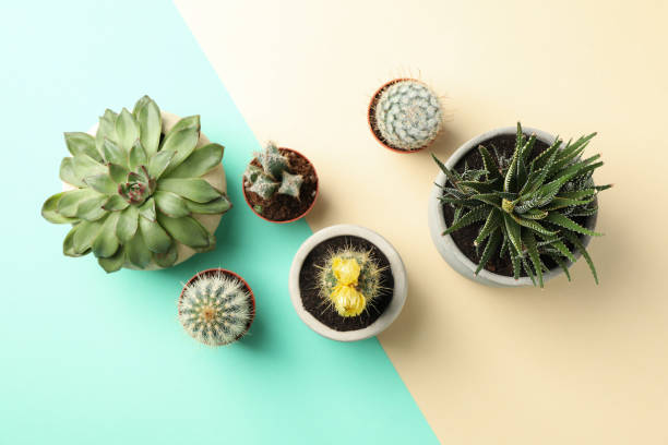 istock Succulent plants on two tone background, top view 1213161731