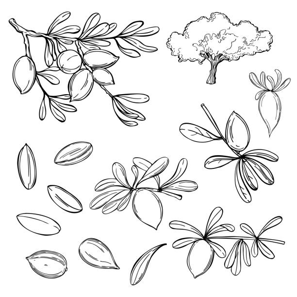 ilustrações de stock, clip art, desenhos animados e ícones de argan plant, branches with fruits.  vector illustration. - semente ilustrações