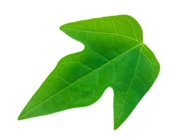 istock Papaya leaves when young 1213162622