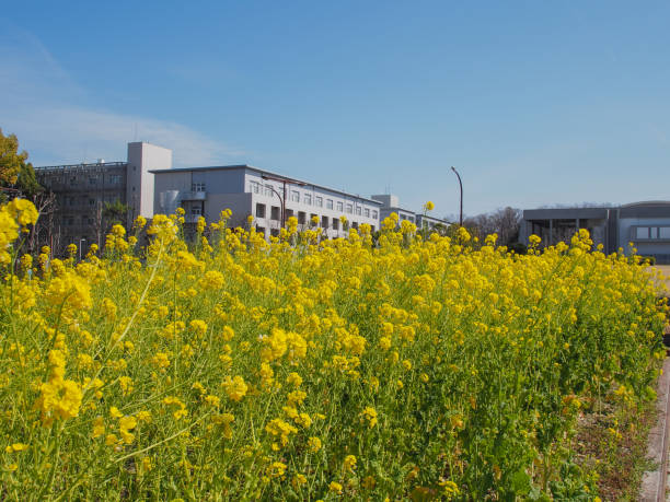istock Field of rapeseeds and sky 1213164415