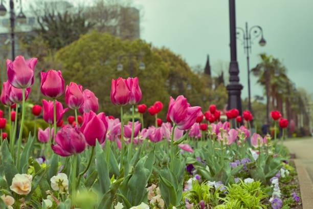 istock bright pink tulips close up i the park on a blurred background 1213164549