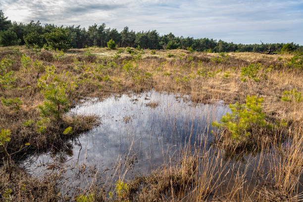 istock Pine forest nature reserve in Overijssel during an early spring day 1213164883