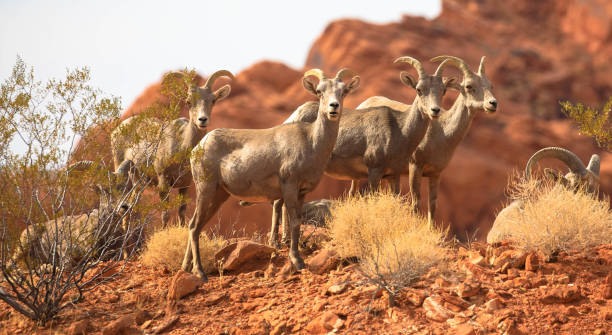 gruppe von wüstenrams - bighorn sheep sheep desert mojave desert stock-fotos und bilder