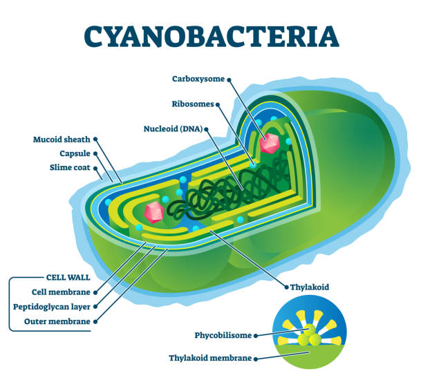 ilustracja wektorowa sinic. oznaczony schemat struktury wewnętrznej bakterii - algae cell plant cell micro organism stock illustrations