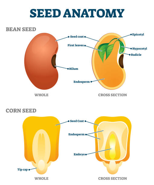 ilustraciones, imágenes clip art, dibujos animados e iconos de stock de ilustración vectorial de anatomía de semillas. etiquetado esquema de estructura de botánica educativa - endosperm