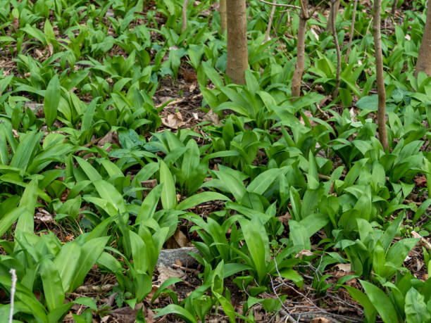 wild bears garlic (Allium ursinum) in the forest