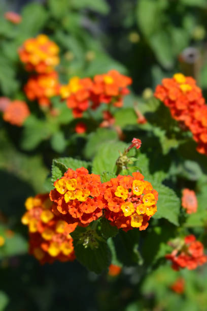 strauchverbena - invasive specie stock-fotos und bilder