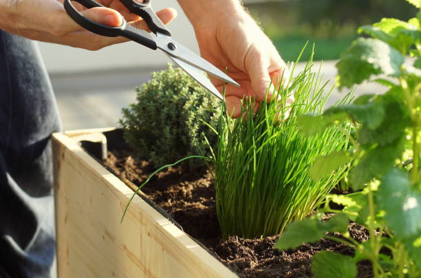 picking fresh herbs grown on a raised bed on a balcony parsley, sage, thyme, mint and chives grow in a wooden self built raised bed on a terrace chive photos stock pictures, royalty-free photos & images