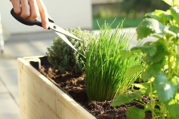 istock picking fresh herbs grown on a raised bed on a balcony 1213172492