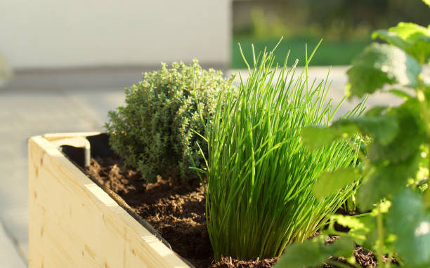 handmade herbal raised bed on a balcony parsley, sage, thyme, mint and chives grow in a wooden self built raised bed on a terrace chive photos stock pictures, royalty-free photos & images