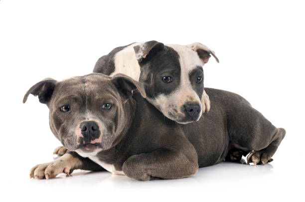 istock staffordshire bull terriers 1213172682