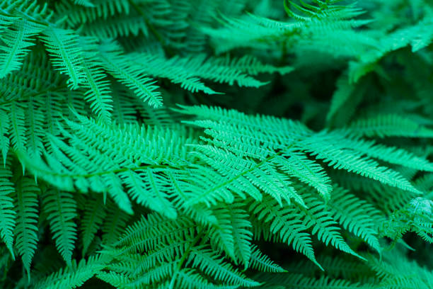 istock The ferns in the forest. 1213172869