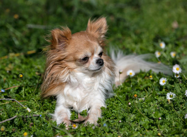 istock little chihuahua laid down 1213172922