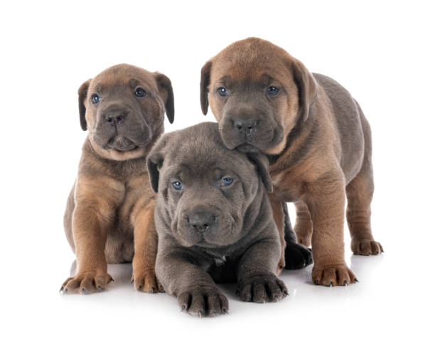 istock puppies italian mastiff 1213173464