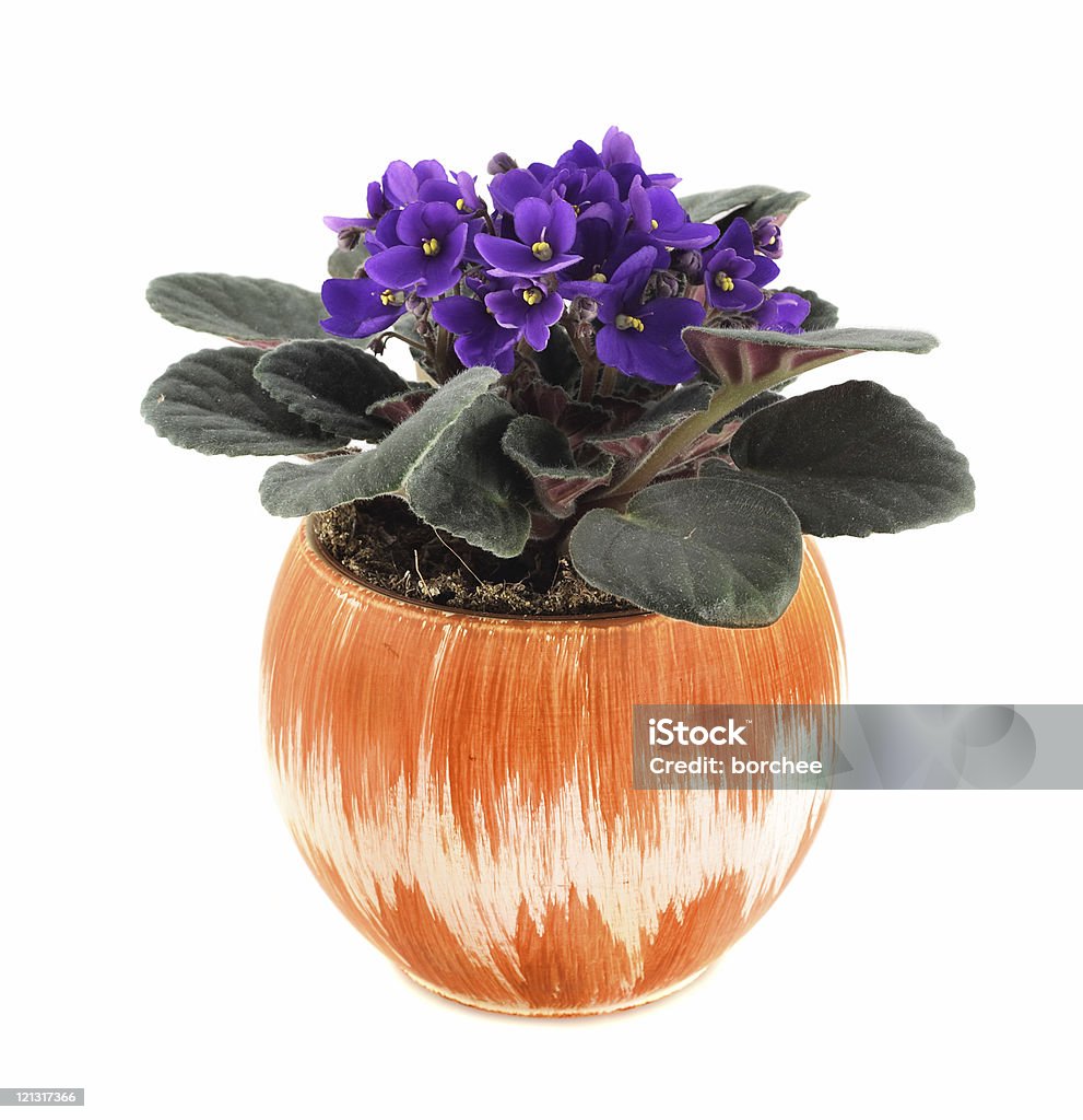 Violet  Blossom Stock Photo