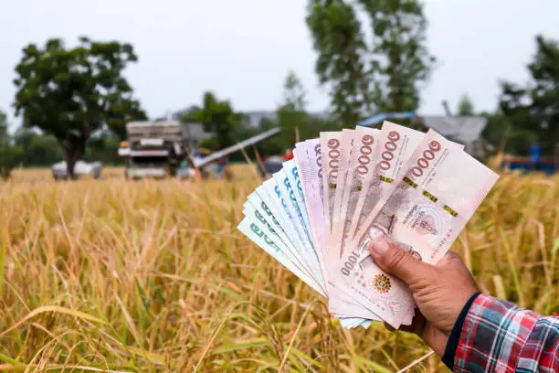 Photo of hands farmer are holding thai banknote in rice field, money thai baht in hand farmer, hand are holding money banknote of thailand, rice trading or selling concept in harvest season of rice production