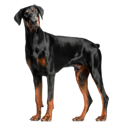 Young doberman lying looking forward isolated on black background. Close up side view