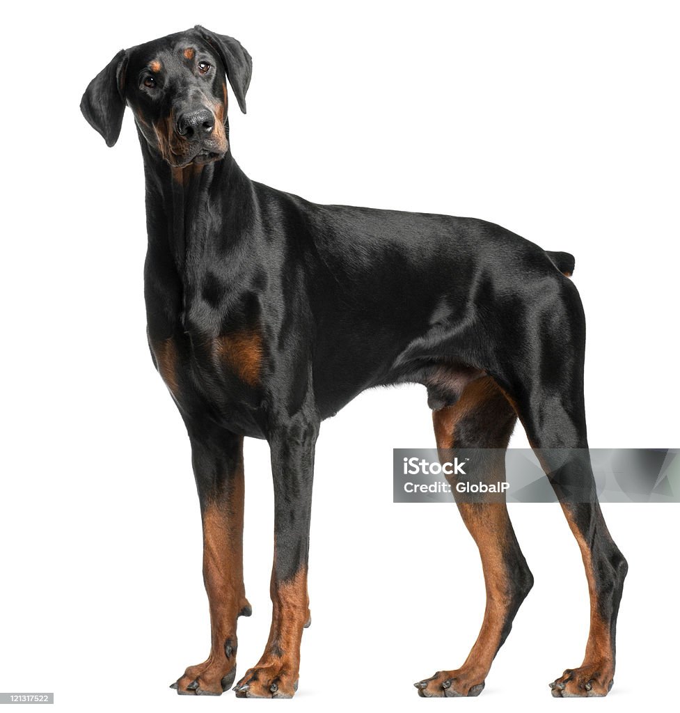 Doberman Pinscher, thirteen months old, standing, white background.  Doberman Pinscher Stock Photo