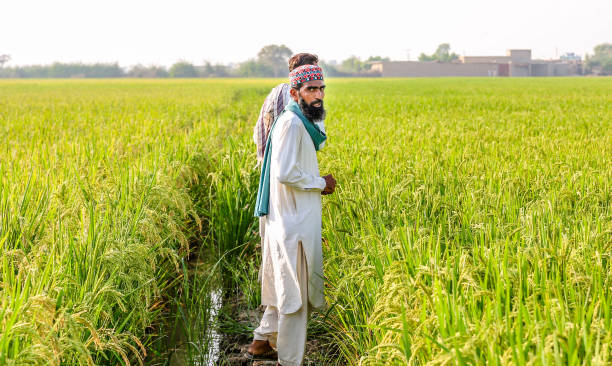 istock farmers are examining green and growing  rice fields 1213176438