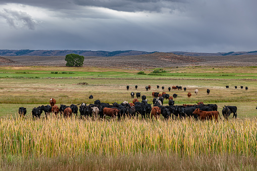 A group of cows in the pasture stare