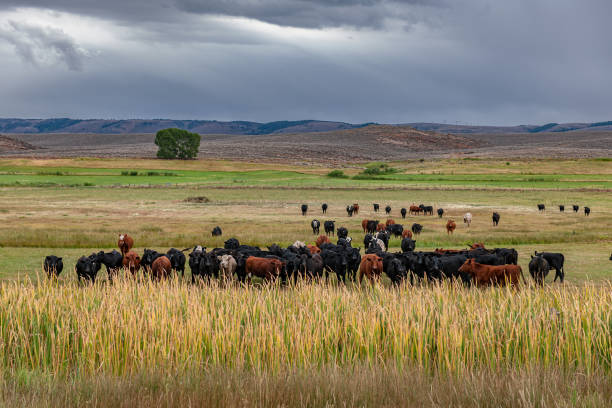 Cows by Road 89 Western USA "Herd of cows in Western USA, by the Road 89."Nikon D3x ranch stock pictures, royalty-free photos & images