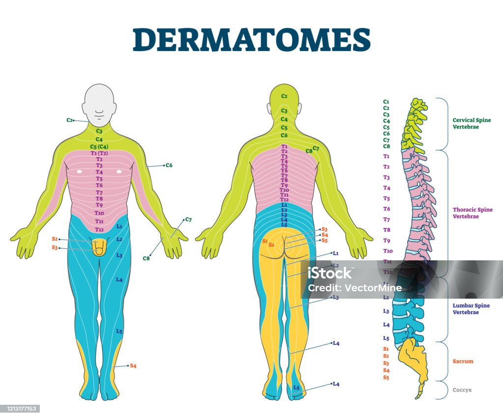 Dermatomi Ruku Illustrazione Vettoriale Dermatomi Etichettate Parti Anatomiche ...