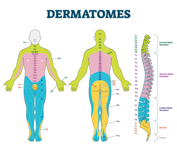 ilustrações de stock, clip art, desenhos animados e ícones de dermatomes vector illustration. labeled educational anatomical skin parts. - coluna vertebral parte do corpo