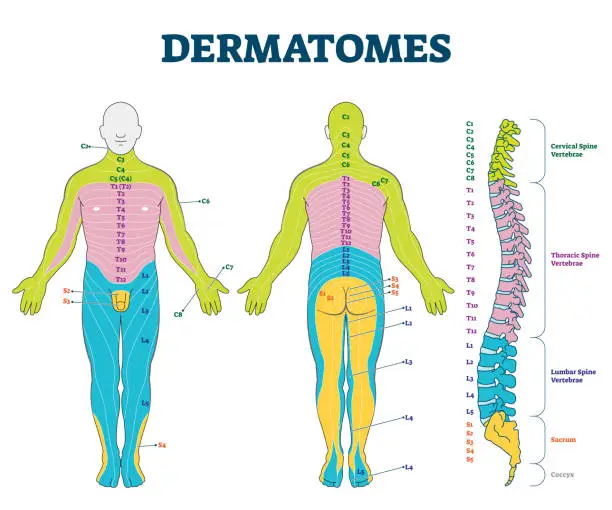 Vector illustration of Dermatomes vector illustration. Labeled educational anatomical skin parts.