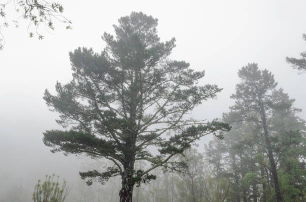 istock Trees in a fog with a cloudy background 1213178768
