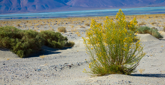 Prince's plume blooming in Death Valley National Park, California