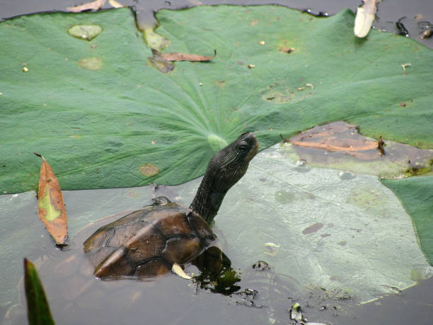 istock water turtle crawls out to bask on a lotus leaf 1213179307