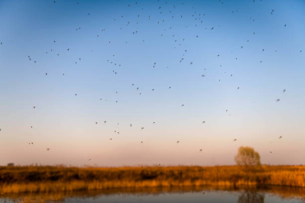 Swarms of mosquitoes above the wetland pond Swarms of mosquitoes above the wetland pond black fly stock pictures, royalty-free photos & images
