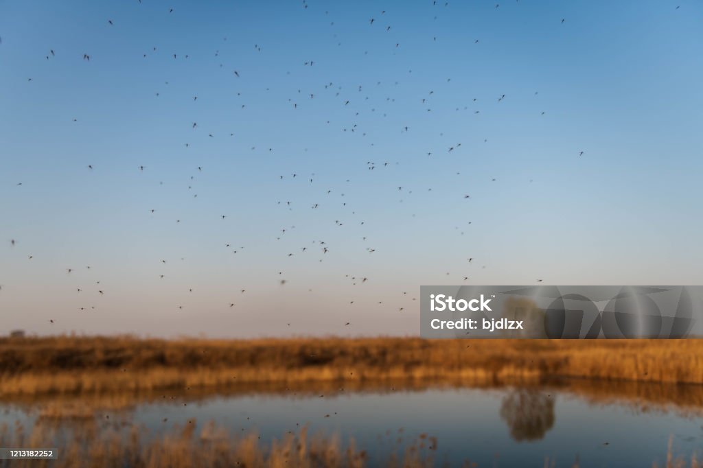 Swarms of mosquitoes above the wetland pond Mosquito Stock Photo